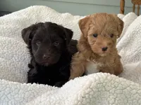 Oscar, a male Miniature Schnauzer for sale in Woodstock, GA – 3 of 4