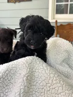 Black Jack, a male Miniature Schnauzer for sale in Woodstock, GA – 2 of 3