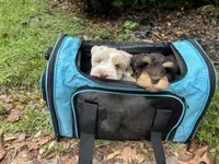 CREAMCICLE-AKC, a male Miniature Schnauzer for sale in Woodstock, GA – 6 of 6