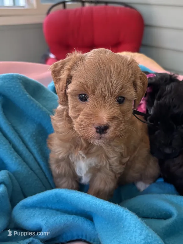 Oscar – Miniature Schnauzer puppy for sale in Woodstock, GA