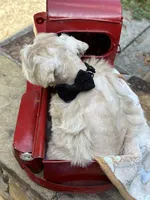 CREAMCICLE, a male Miniature Schnauzer for sale in Woodstock, GA – 4 of 5