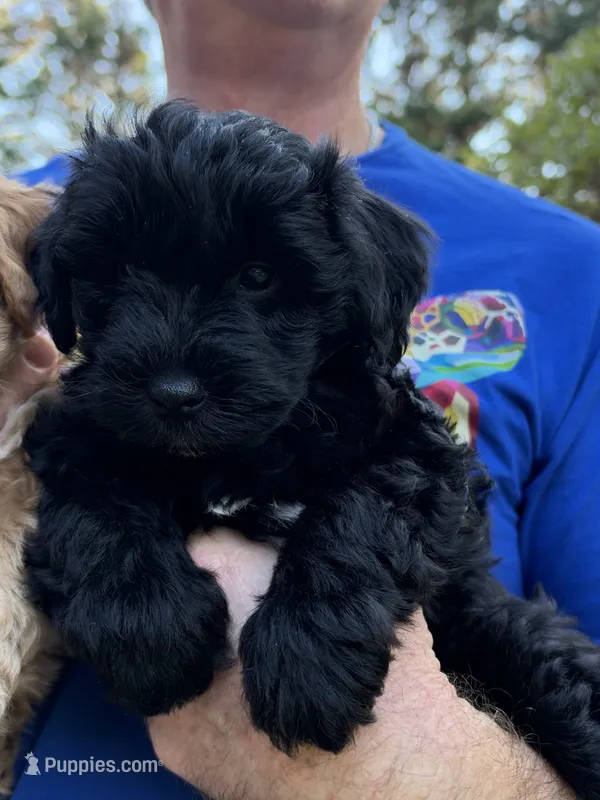 Black Jack – Miniature Schnauzer puppy for sale in Woodstock, GA
