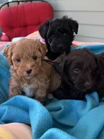 Hershey , a male Miniature Schnauzer for sale in Woodstock, GA – 2 of 3