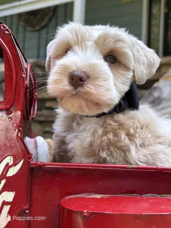CREAMCICLE – Miniature Schnauzer puppy for sale in Woodstock, GA