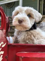 CREAMCICLE, a male Miniature Schnauzer for sale in Woodstock, GA – 1 of 5
