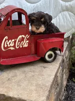 Ganache , a male Miniature Schnauzer for sale in Woodstock, GA – 3 of 4