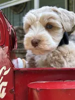 CREAMCICLE, a male Miniature Schnauzer for sale in Woodstock, GA – 5 of 5