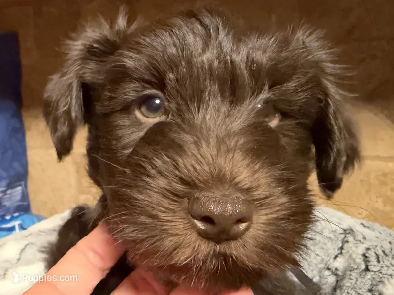 Hershey  – Miniature Schnauzer puppy for sale in Woodstock, GA