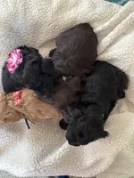Oscar, a male Miniature Schnauzer for sale in Woodstock, GA – 4 of 4