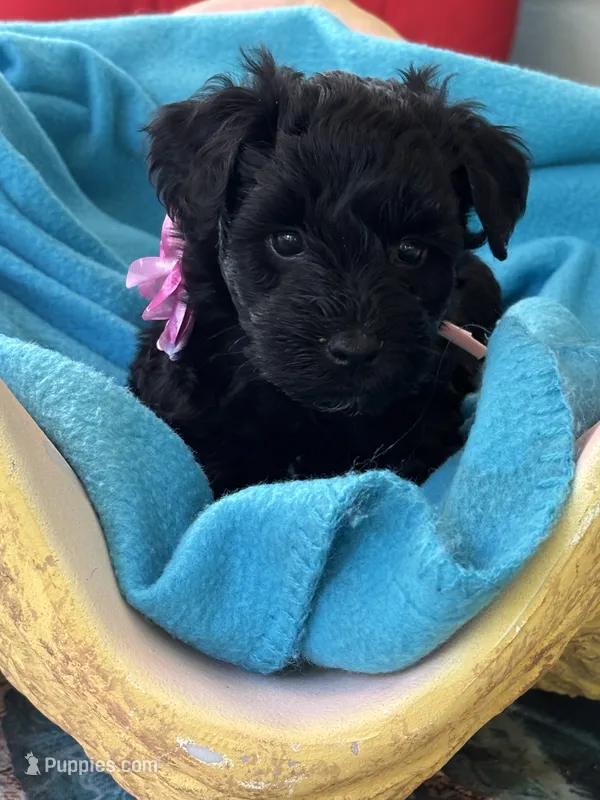 Beauty  – Miniature Schnauzer puppy for sale in Woodstock, GA