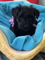 Beauty , a female Miniature Schnauzer for sale in Woodstock, GA – 1 of 3