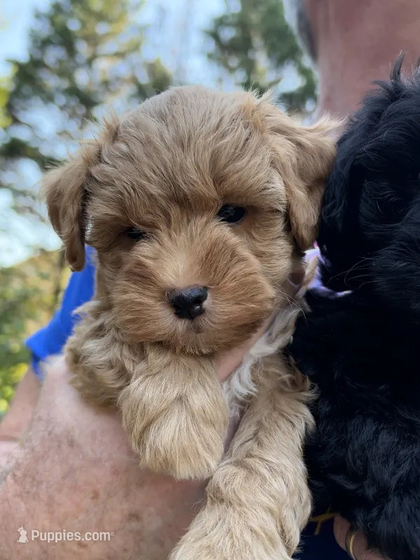 Oscar – Miniature Schnauzer puppy for sale in Woodstock, GA