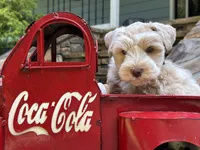 CREAMCICLE, a male Miniature Schnauzer for sale in Woodstock, GA – 3 of 5