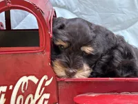 Ganache , a male Miniature Schnauzer for sale in Woodstock, GA – 2 of 4
