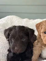 Hershey , a male Miniature Schnauzer for sale in Woodstock, GA – 3 of 3