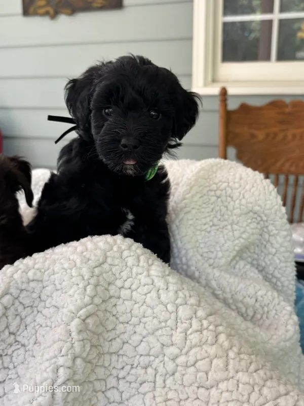 Black Jack – Miniature Schnauzer puppy for sale in Woodstock, GA