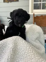 Black Jack, a male Miniature Schnauzer for sale in Woodstock, GA – 1 of 3