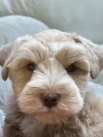 CREAMCICLE, a male Miniature Schnauzer for sale in Woodstock, GA – 2 of 5