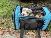 Ganache-AKC, a male Miniature Schnauzer for sale in Woodstock, GA – 5 of 5