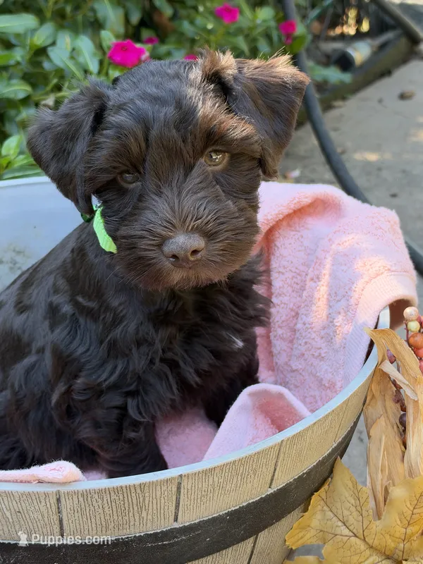 Hershey  – Miniature Schnauzer puppy for sale in Woodstock, GA
