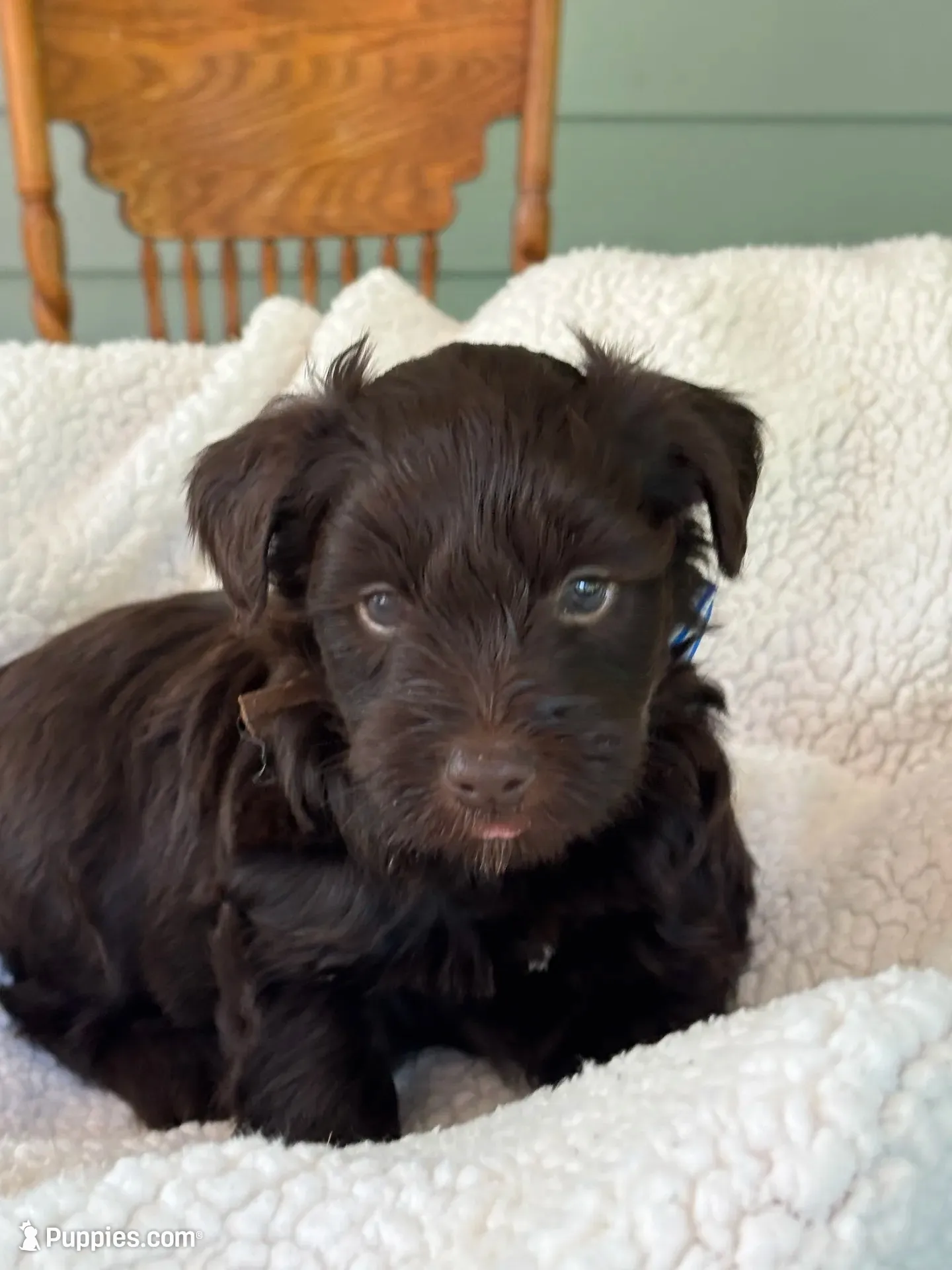 Hershey , a male Miniature Schnauzer for sale in Woodstock, GA – 1 of 3