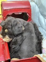 Ganache , a male Miniature Schnauzer for sale in Woodstock, GA – 4 of 4