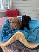 Beauty , a female Miniature Schnauzer for sale in Woodstock, GA – 3 of 3