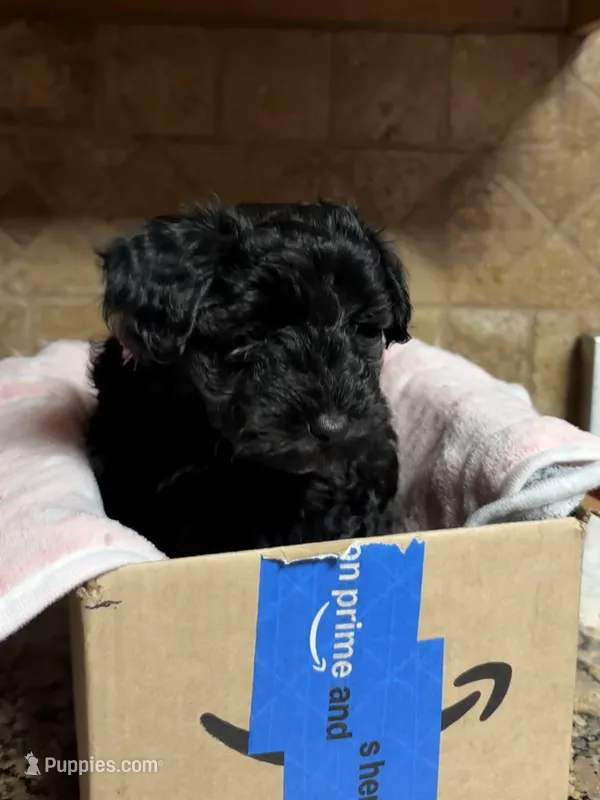 Beauty  – Miniature Schnauzer puppy for sale in Woodstock, GA