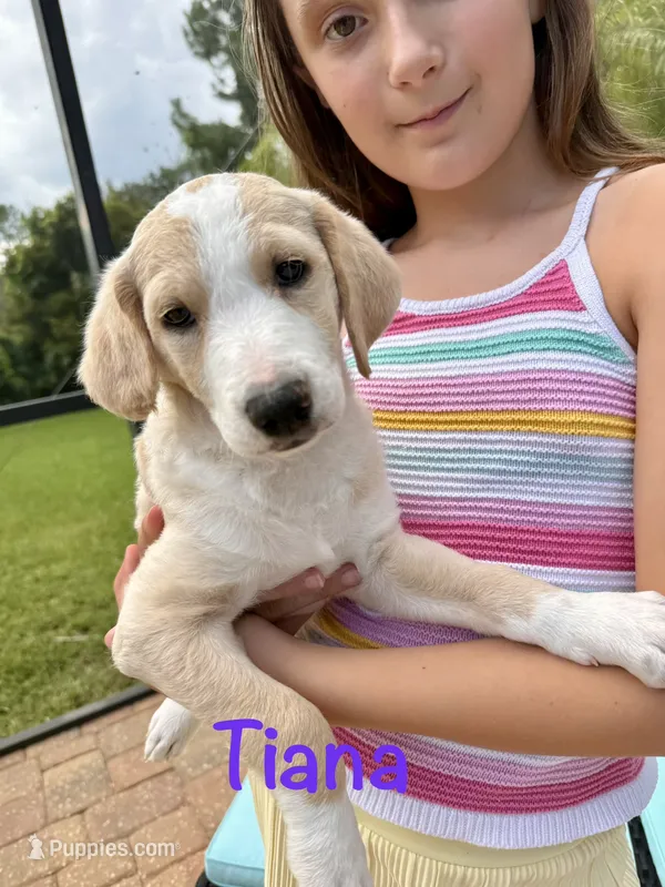 Tiana – Goldendoodle, Golden Mountain Doodle puppy for sale in Ormond Beach, FL