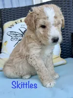 Skittles, a male Goldendoodle and Golden Mountain Doodle for sale in Ormond Beach, FL – 2 of 2