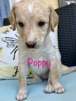 Poppy, a female Goldendoodle and Golden Mountain Doodle for sale in Ormond Beach, FL – 2 of 2