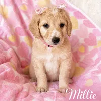 Millie, a female Goldendoodle and Golden Mountain Doodle for sale in Ormond Beach, FL – 1 of 2