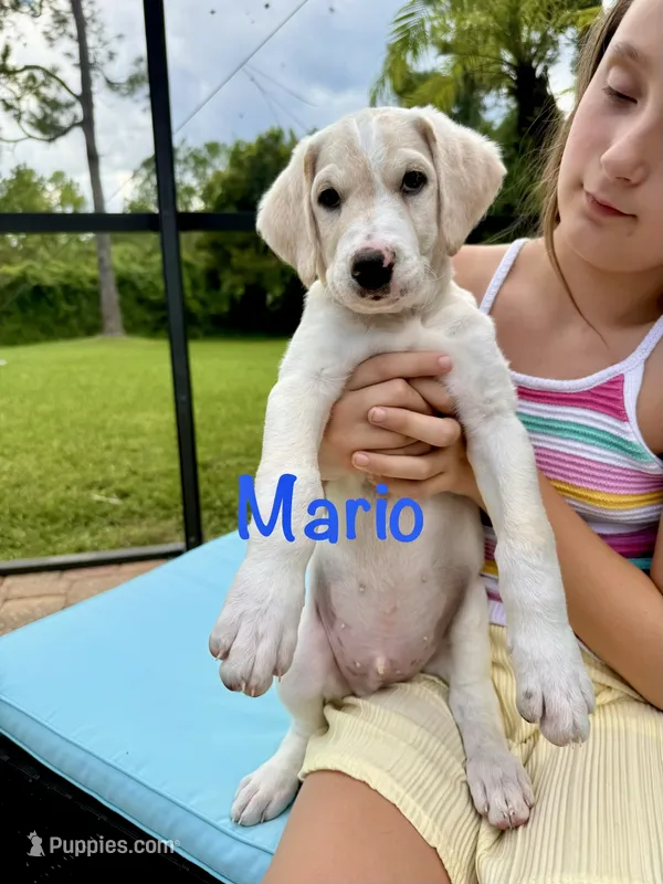 Mario – Goldendoodle, Golden Mountain Doodle puppy for sale in Ormond Beach, FL