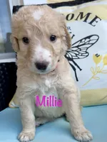 Millie, a female Goldendoodle and Golden Mountain Doodle for sale in Ormond Beach, FL – 2 of 2
