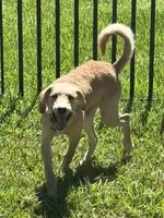 August, a male Goldendoodle for sale in Ormond Beach, FL – 4 of 9