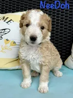 NeeDoh, a male Goldendoodle and Golden Mountain Doodle for sale in Ormond Beach, FL – 2 of 2
