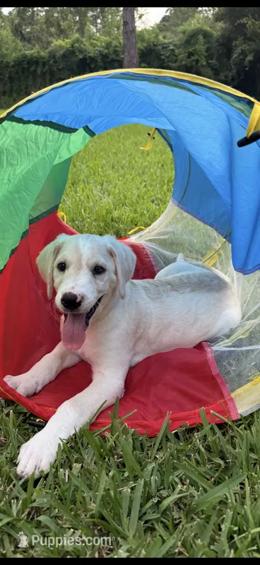 Mario – Goldendoodle, Golden Mountain Doodle puppy for sale in Ormond Beach, FL