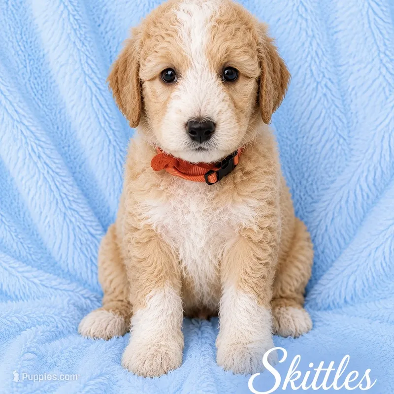 Skittles – Goldendoodle, Golden Mountain Doodle puppy for sale in Ormond Beach, FL
