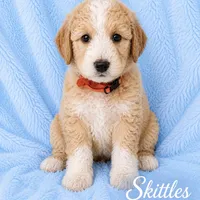 Skittles, a male Goldendoodle and Golden Mountain Doodle for sale in Ormond Beach, FL – 1 of 2