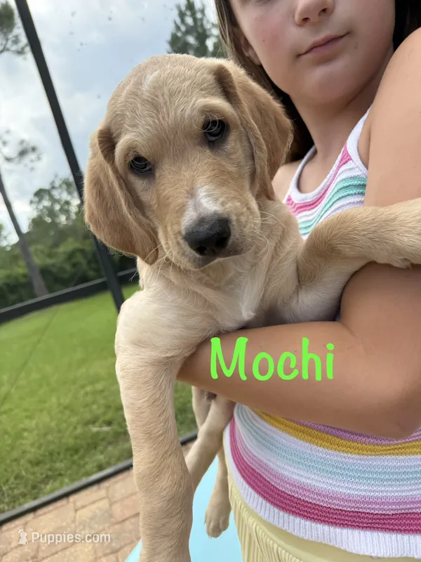 Mochi  – Goldendoodle, Golden Mountain Doodle puppy for sale in Ormond Beach, FL