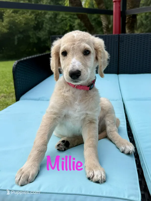 Millie – Goldendoodle, Golden Mountain Doodle puppy for sale in Ormond Beach, FL