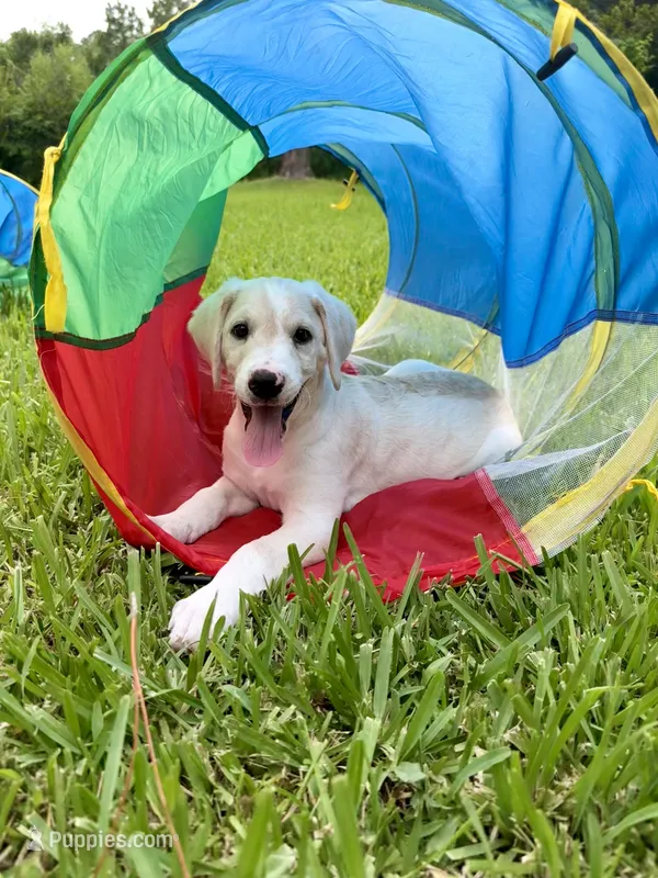 Poppy – Goldendoodle, Golden Mountain Doodle puppy for sale in Ormond Beach, FL