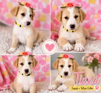 Tiana, a female Goldendoodle and Golden Mountain Doodle for sale in Ormond Beach, FL – 3 of 3