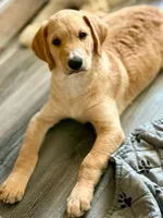 August, a male Goldendoodle for sale in Ormond Beach, FL – 2 of 9
