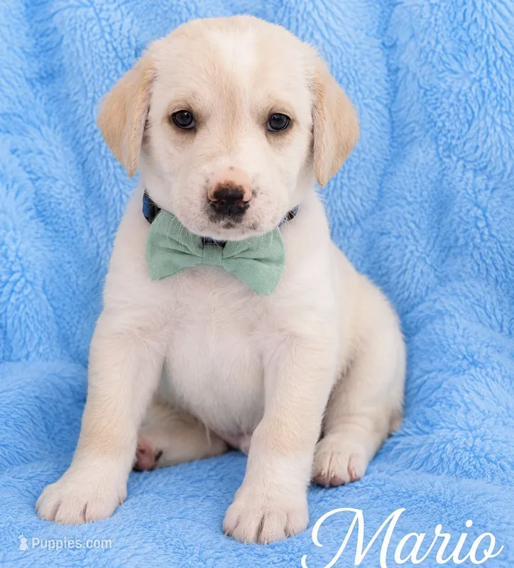 Mario – Goldendoodle, Golden Mountain Doodle puppy for sale in Ormond Beach, FL