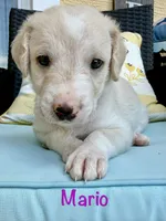 Mario, a male Goldendoodle and Golden Mountain Doodle for sale in Ormond Beach, FL – 2 of 2
