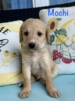 Mochi , a male Goldendoodle and Golden Mountain Doodle for sale in Ormond Beach, FL – 2 of 2