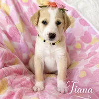 Tiana, a female Goldendoodle and Golden Mountain Doodle for sale in Ormond Beach, FL – 1 of 3