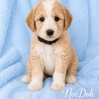 NeeDoh, a male Goldendoodle and Golden Mountain Doodle for sale in Ormond Beach, FL – 1 of 2