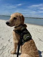 August, a male Goldendoodle for sale in Ormond Beach, FL – 8 of 9